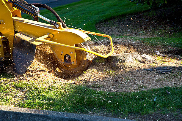 Best Lawn Mowing  in Dunean, SC